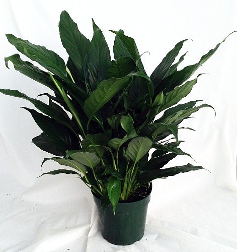 Hirt's Peace Lily Plant - Spathyphyllium - Great House Plant - 6 Hirt's Peace Lily Plant - Spathyphyllium - Great House Plant - 6