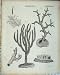 Encyclopaedia Britannica Zoophytes Sea Life Nature