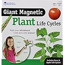 Learning Resources Giant Magnetic Plant Life Cycle