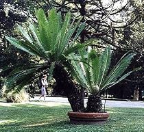 Mexican Cycas Palm 10 Seeds - Dioon edule
