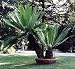 Mexican Cycas Palm 10 Seeds - Dioon edule