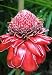 10 Red Etlingera Elatior Tropical Ginger plant seeds