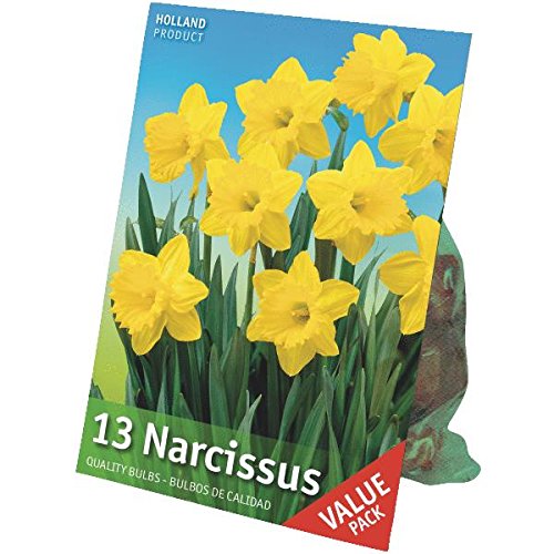 How to Divide Daffodil Bulbs 3 Quarters Today