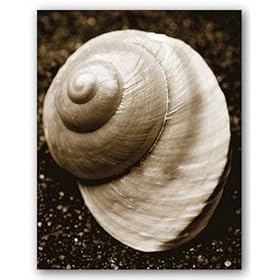 Sea Gallery II by Boyce Watt 8"x10" Art Print Poster