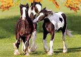Horses: The Yearlings 500pc Jigsaw Puzzle