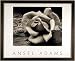 Black & White Rose Ansel Adams Framed Print Picture