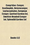 Congridae: Conger, Gnathophis, Heteroconger, Leptocephalus, European Conger, Spotted Garden Eel, Swollen-Headed Conger Eel, Splen-