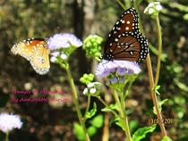 Click to Download Free Kindle Book -> TRANSFER OF MEMORIES