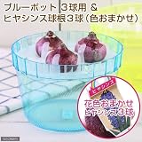 (観葉)私の花園 ヒヤシンス球根 水栽培セット(ブルーポット) 球根3球付き 本州・四国限定[生体]