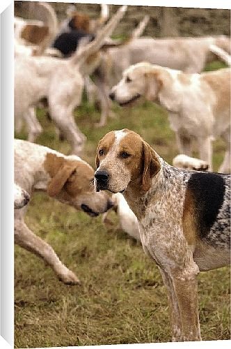 Canvas Prints of Duke of Beaufort Hunt from Country Life 