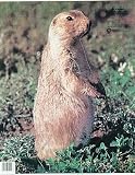 Martin Archery Game Targets - Squirrel