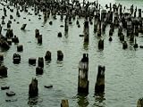TIPS OF OLD WOODEN PILINGS IN A HUDSON RIVER OF NEW YORK PHOTOGRAPHIC POSTER PRINT, 24×32