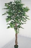 6 Feet Ficus Green  Real Wood Stems and Lifelike Leaves Replica Plant - (by Homescapes) - Instant Green Interiors  FREE DELIVERY in most UK areas.