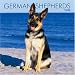 German Shepherds 2008 Square Wall Calendar
