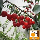 サクランボ：だんちおうとう（暖地桜桃）接木苗4号ポット[支那実桜（シナミザクラ） 1本で結実苗木]