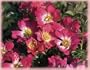 Pink Drift gc (Rosa Landscape/Shrub) - Bare Root Rose