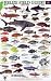 Reef Fish (Belize Field Guides)