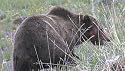 Yellowstone Serenade
