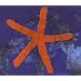13th Star