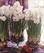 Narcissus Ziva Paperwhites, 20 bulbs - 17+cm