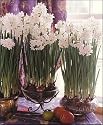Narcissus Ziva Paperwhites, 20 bulbs - 17+cm