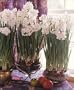 Paperwhites ~ FRAGRANT ~ 20 bulbs ~ 17+cm (largest commercially available)