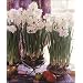 Paperwhites ~ FRAGRANT ~ 20 bulbs ~ 17+cm (largest commercially available)
