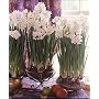 Narcissus Ziva Paperwhites, 20 bulbs - 17+cm