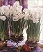 Outdoor Living : Narcissus Ziva Paperwhites, 20 bulbs - 17+cm