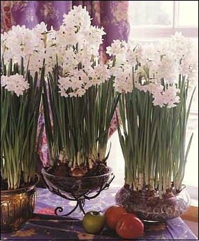Childrens Toyshop  Outdoor Living : Narcissus Ziva Paperwhites, 20 bulbs - 17+cm