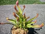 Big Save Sarracenia Scarlet Belle Carnivorous Pitcher Plant 4 inch pot by JoelsCarnivorousPlants