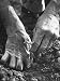 Farmer's Strong, Work Toughened Hands Planting in the Garden Photographic Poster Prin...