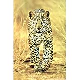 Cheetah (Walking) Art Poster Print - 24x36 Poster Print, 24x36