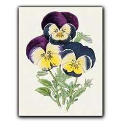 Pansies - Gift Enclosure Cards (set of 12)