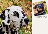 Dalmatian Dog Drink Coasters