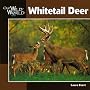 Whitetail Deer (Our Wild World Series)