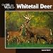 Whitetail Deer (Our Wild World Series)