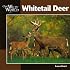 Whitetail Deer (Our Wild World Series)