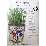 Wheatgrass Certified Organic Seeds 400 Seeds