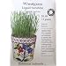 Wheatgrass Certified Organic Seeds 400 Seeds
