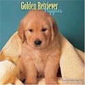 Golden Retriever Puppies 2008 Wall Calendar