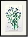 Black Framed/Matted Print 17x23, The Azorean Forget-Me-Not