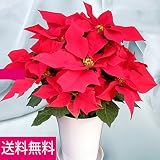 花数多くボリューム満点のポインセチア「レッド6号」