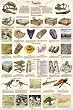 Introduction to Fossils Poster