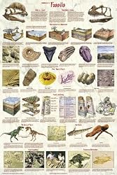 Introduction to Fossils Poster