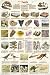 Introduction to Fossils Poster