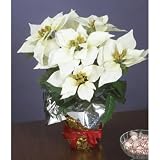15H White Silk Potted Christmas Poinsettia Case Pack 8 - 575202