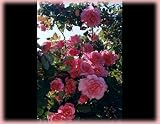 Social Climber (Rosa Climbing) - Bare Root Rose