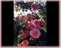Social Climber (Rosa Climbing) - Bare Root Rose
