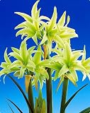 Mini Evergreen Amaryllis 1 Bulb - Apple Green - New